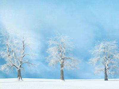 Tall Snow Covered Trees Standing in Winter Landscape Under Clear Blue Sky 3d model