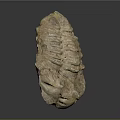 Prehistoric Trilobite Fossil With Segmented Exoskeleton And Natural Surface Texture
