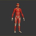 Muscle Human Muscle Human Muscle Human Muscle Tissue Human Organ 3d model