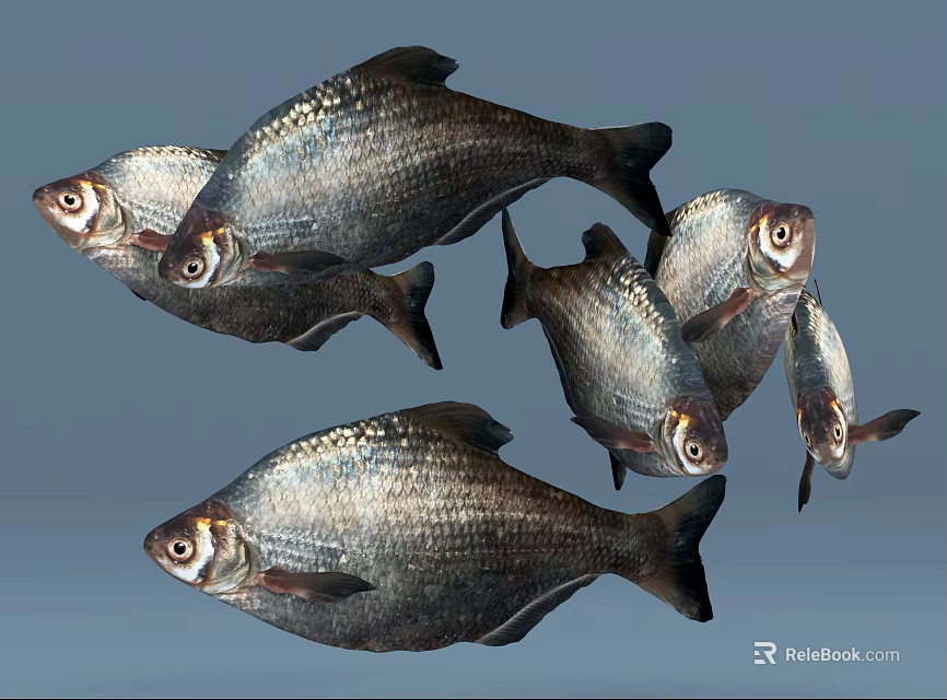 Group of Silver Fish Swimming with Shiny Scales in Gray Background 3d model 