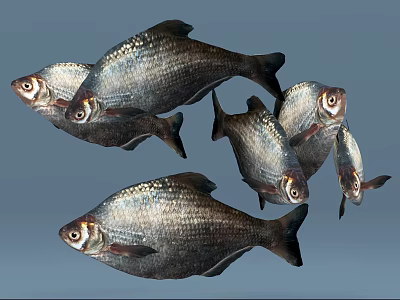 Group of Silver Fish Swimming with Shiny Scales in Gray Background 3d model