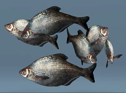 Modern Fish 3d model