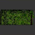 Architectural Curved Vertical Living Wall With Lush Green Plant Foliage Design