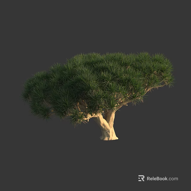 Evergreen Tree with Lush Green Foliage and Light Colored Trunk in Natural Scene 3d model 