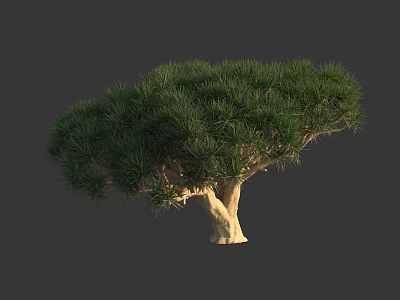 Evergreen Tree with Lush Green Foliage and Light Colored Trunk in Natural Scene 3d model