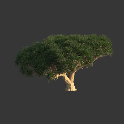 Modern tree cinnabar dracaemia tropical plant 3d model Modern tree cinnabar dracaemia tropical plant 3d model