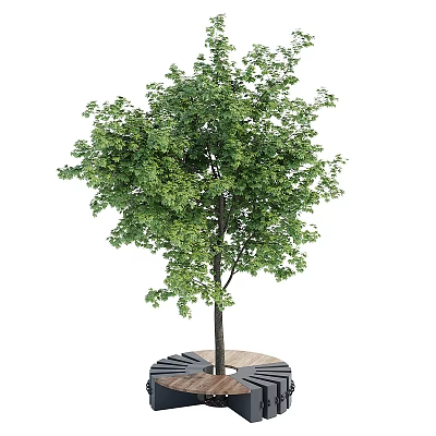 Lush Deciduous Tree With Dense Green Foliage And Straight Trunk On Circular Wooden Platform 3d model