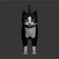 Black and White Cat with Blue Eyes Standing on Shiny Reflective Surface