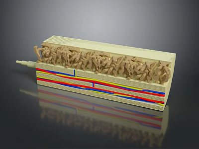 Nasal Cavity Anatomical Cross Section Model With Tissue Layers And Structures 3d model
