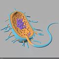 3D Model of Bacteria Showing Organ Like Structures And Hair Like Appendages