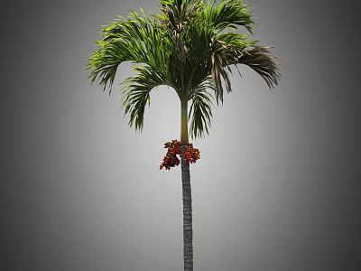 Tall Palm Tree with Lush Green Fronds on Straight Trunk Bearing Red Flowers 3d model