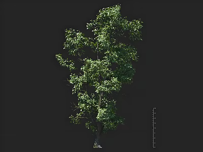 modern street tree arbor lone tree 3d model