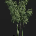 Tall Bamboo Stalks with Lush Green Leaves in Natural Forest Setting