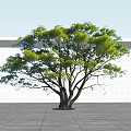 Lush Green Arbor With Thick Trunk And White Wall Background Under Blue Sky