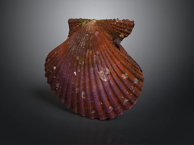 Vibrant Red Brown Marine Scallop Displaying Fan Shaped Shell Textured Surface And Glossy Details 3d model