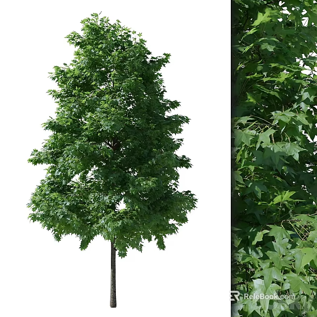 Lush Green Arbor With Dense Foliage And Tall Straight Trunk In Natural Scene 3d model 