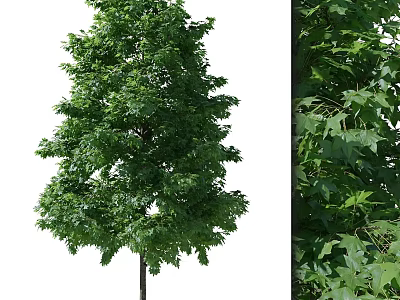 Lush Green Arbor With Dense Foliage And Tall Straight Trunk In Natural Scene 3d model