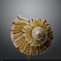 Orange And White Spiral Textured Plant With Gray Gradient Background