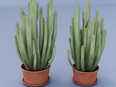 Two Green Cactus Potted Plants with Long Stems in Brown Clay Pots 3d model
