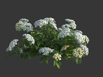 Vibrant White Garden Flowers With Lush Green Leaves And Fresh Blooms 3d model