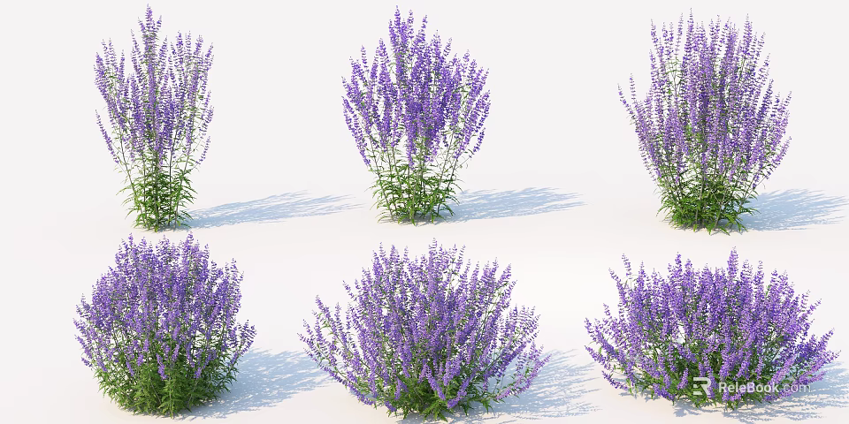 Beautiful Purple Flowering Plants in Garden with Lush Green Foliage and Vibrant Blooms 3d model 