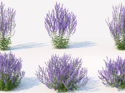 Beautiful Purple Flowering Plants in Garden with Lush Green Foliage and Vibrant Blooms 3d model