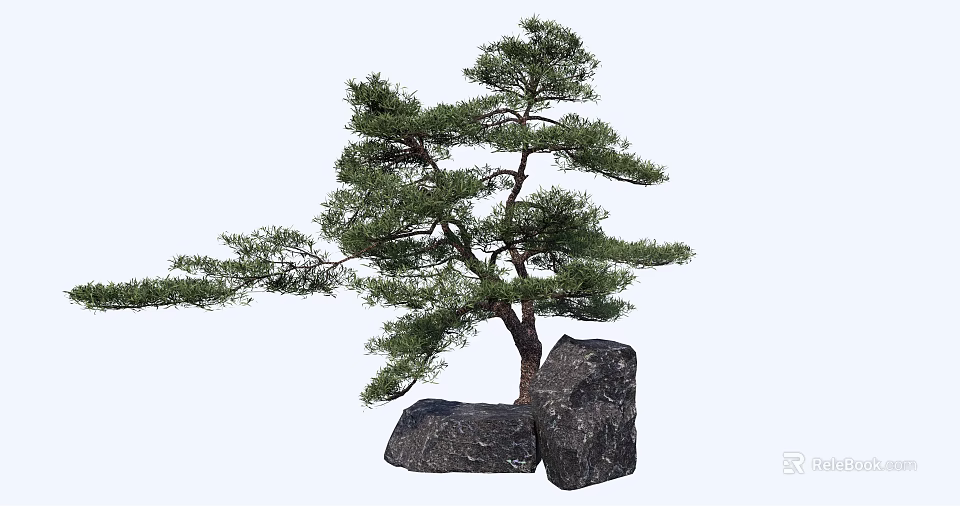 Graceful Pine Tree With Lush Green Foliage And Black Rocks 3d model 