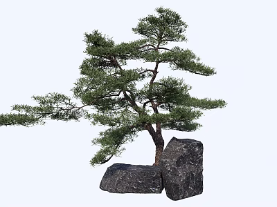 Graceful Pine Tree With Lush Green Foliage And Black Rocks 3d model