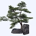Graceful Pine Tree With Lush Green Foliage And Black Rocks