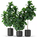 Potted Plants with Large Green Leaves in Black Pots for Indoor Decor