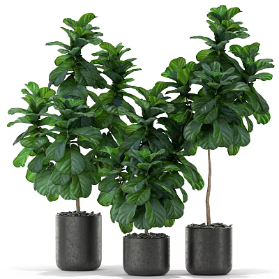 Potted Plants with Large Green Leaves in Black Pots for Indoor Decor 3d model