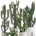 Various Types of Bonsai Potted Cacti and Succulents in White Ceramic Pots