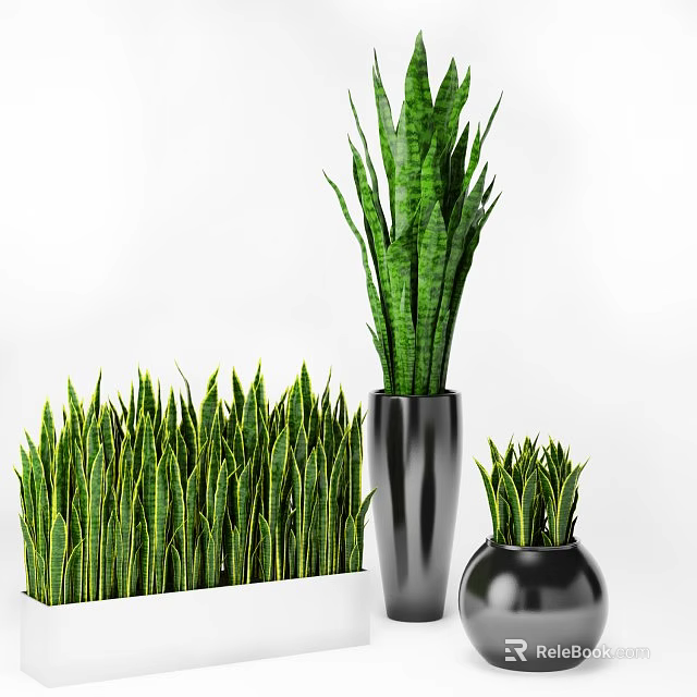 Bonsai Potted Green Sansevieria in Silver and Black Pots with Dense Leafy Arrangement 3d model 