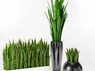 Bonsai Potted Green Sansevieria in Silver and Black Pots with Dense Leafy Arrangement 3d model