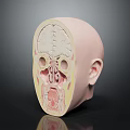 Human Head Anatomical Model Displaying Internal Organs Brain Nasal Cavity And Hair Scalp 3d model