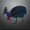 Vibrant Cassowary With Blue Feathers Red Wattles And Distinctive Casque On Gray Background