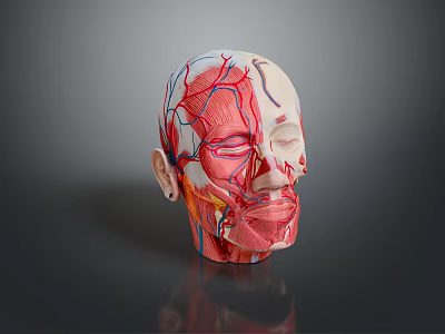 Human Head Anatomical Model Displaying Internal Organs Muscles Vessels and Hair Follicle Systems 3d model