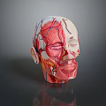 Human Head Anatomical Model Displaying Internal Organs Muscles Vessels and Hair Follicle Systems