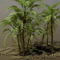 Palm Trees With Various Heights Featuring Green Leaves Trunks And Ground Shadows 3d model