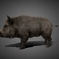 Realistic Standing Wild Boar With Gray Fur Sharp Tusks And Detailed Features