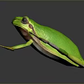 Vibrant Green Frog With Yellow Feet On Gray Background Displaying Realistic Lifelike Features