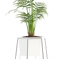 Indoor Potted Plants With Fern Palm And Metal White Stands For Home Decor