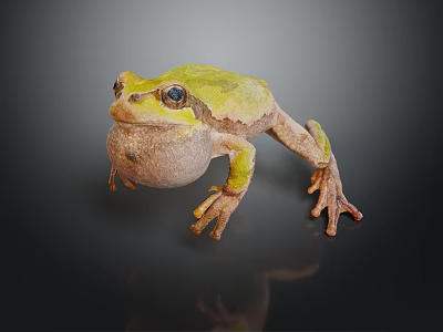 Green Frog with Inflated Throat Brown Legs on Dark Background and Reflection 3d model
