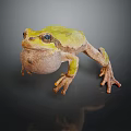 Green Frog with Inflated Throat Brown Legs on Dark Background and Reflection