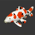Vibrant Red White And Black Spotted Koi Fish On Reflective Dark Background