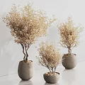 Dried Bonsai Potted Plants In Multiple Gray Pots Against White Background Wall