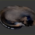 Sleeping Calico Cat Curled Up On Reflective Dark Surface With Soft Fur