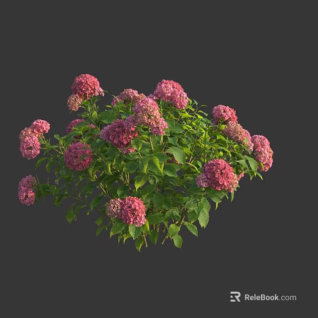Blooming Pink Hydrangea Cluster With Vibrant Flowers And Lush Green Leaves 3d model 