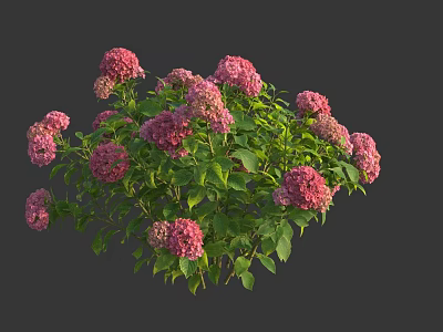 Blooming Pink Hydrangea Cluster With Vibrant Flowers And Lush Green Leaves 3d model