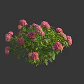 Blooming Pink Hydrangea Cluster With Vibrant Flowers And Lush Green Leaves